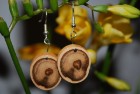 Ohrringe aus dem Holz des Kirschlorbeer in kleinen Scheiben; Haken versilbert, nickelfrei (OSLo3)